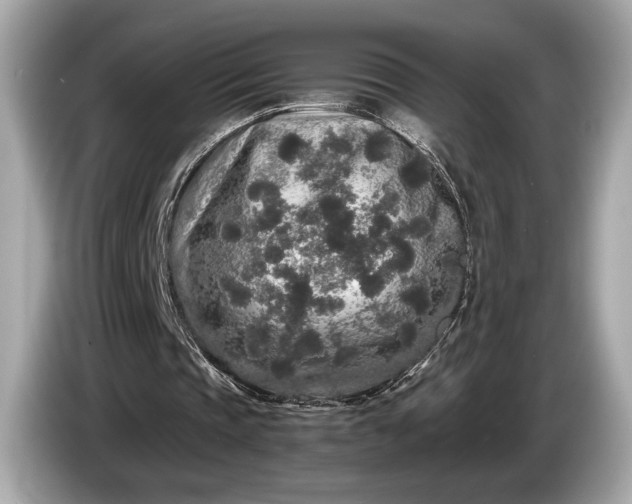 X0000085070337200703191306