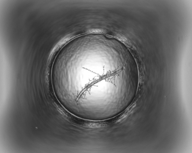 X0000085070341200703191306