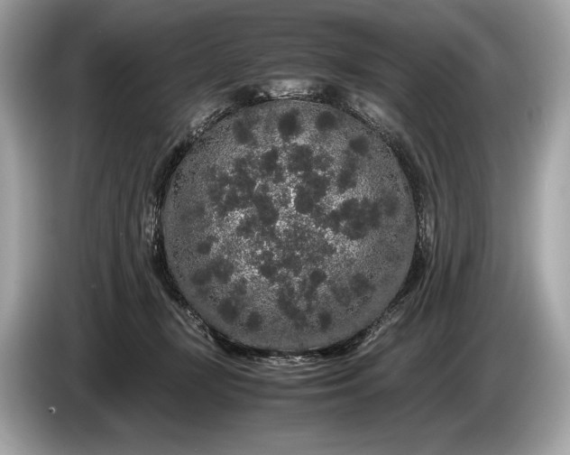 X0000085070367200703191307