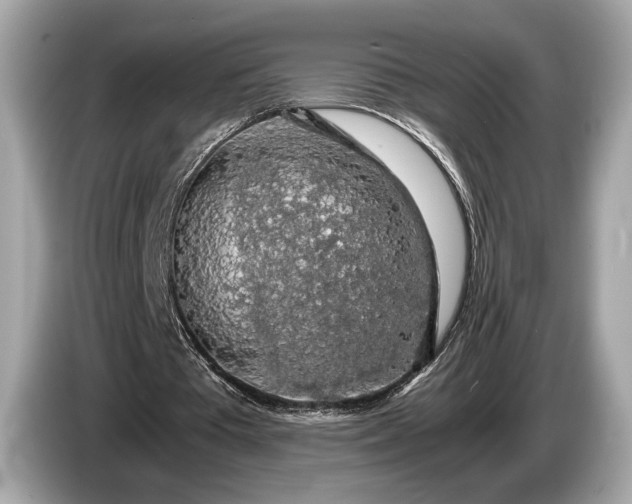 X0000085070385200703191306