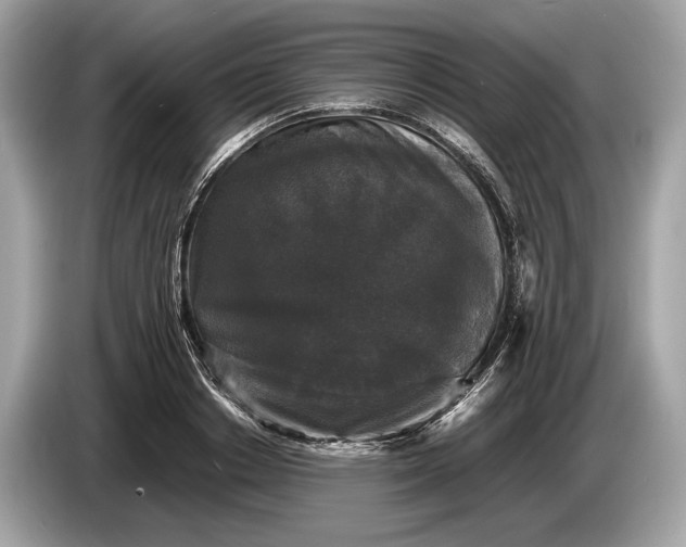 X0000085070842200703191300