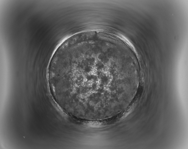 X0000085070907200703191259