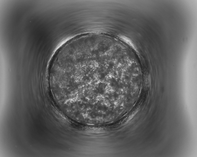 X0000085071071200703191256