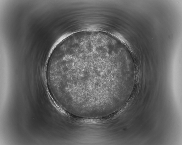 X0000085071086200703191256