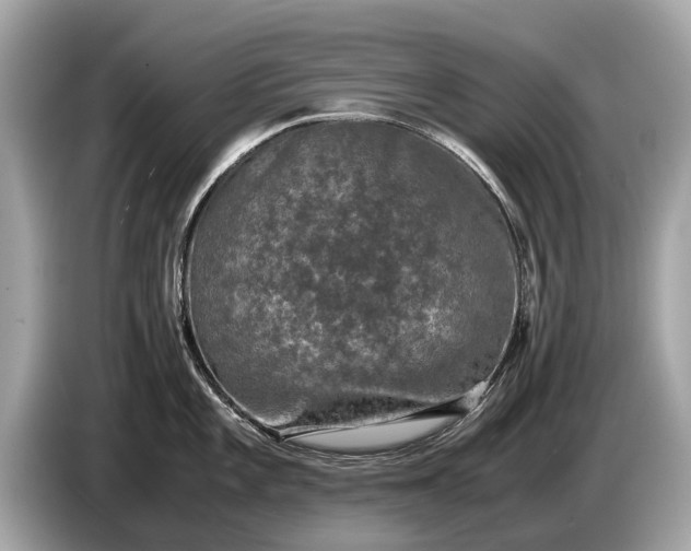 X0000085071101200703191256