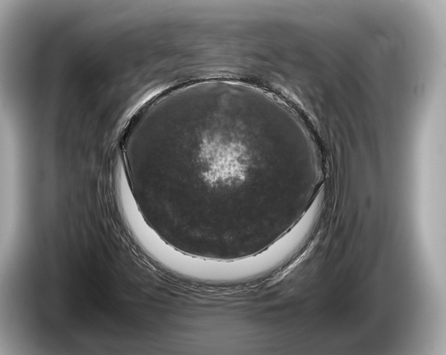 X0000085071453200703191250