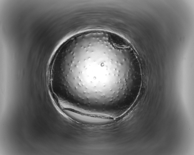 X0000085071519200703191250