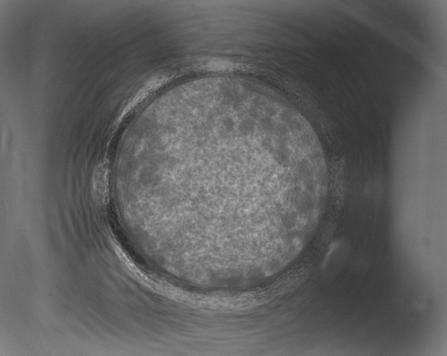 X0000085070016200703261244