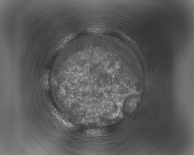 X0000085070065200703261242