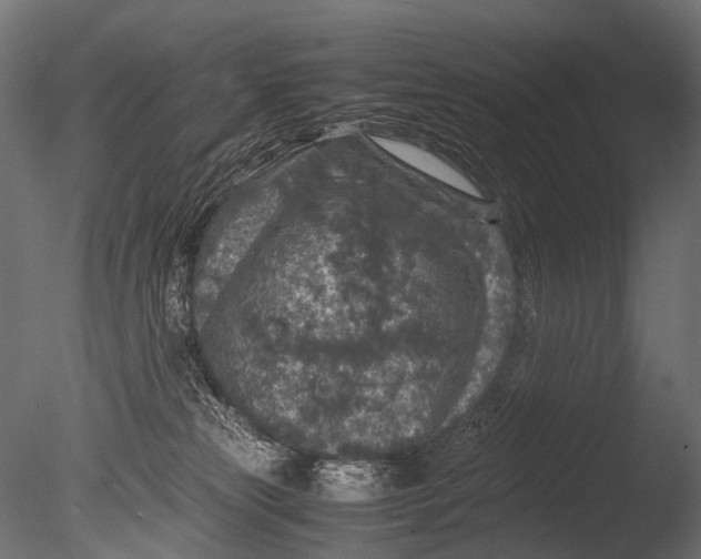 X0000085070181200703261241