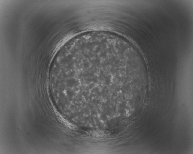 X0000085070895200703261228