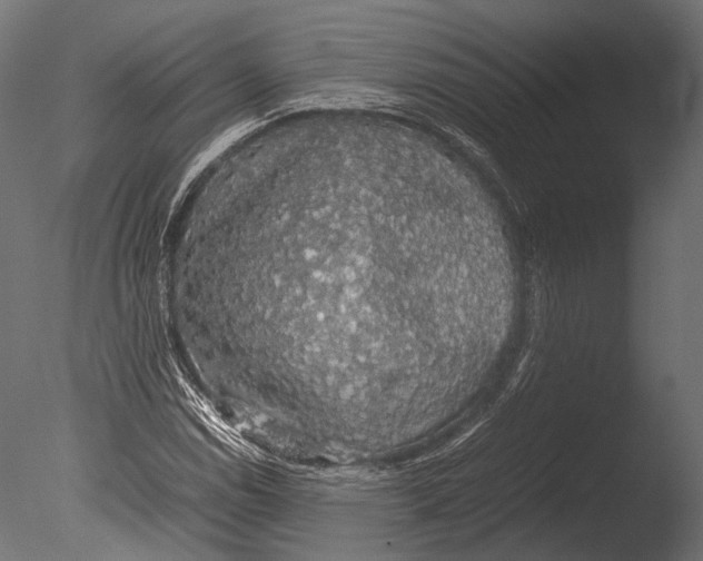 X0000085071114200703261224