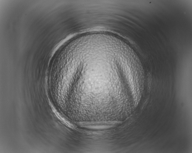 X0000085071134200703261224