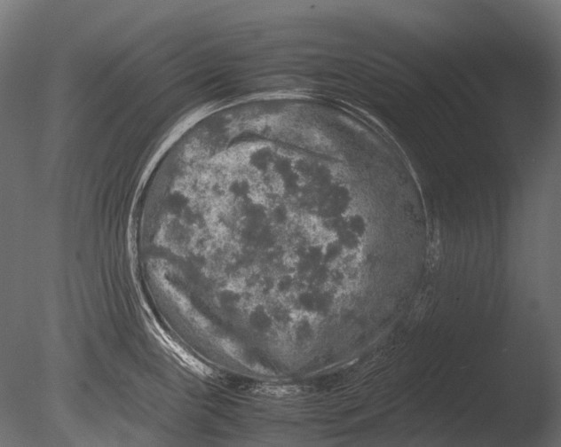 X0000085071243200703261223