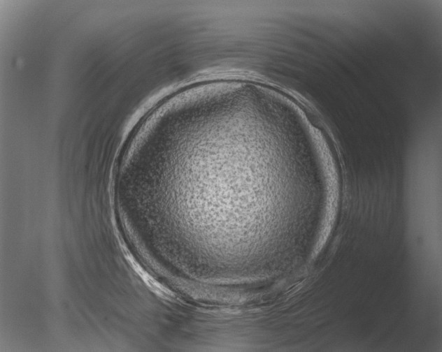 X0000085071438200703261220