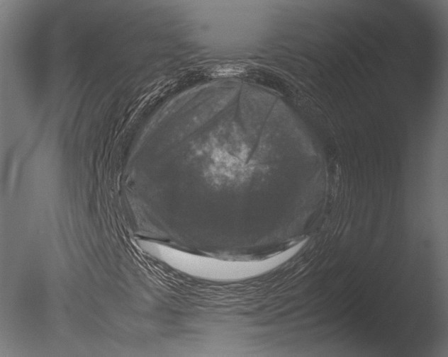 X0000085071441200703261219