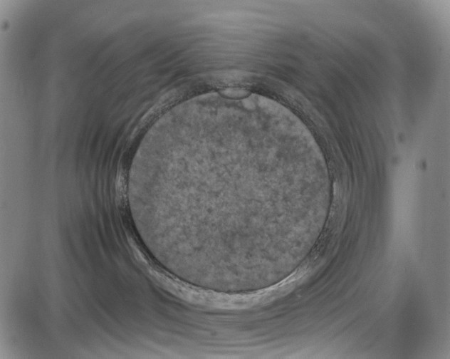 X0000085070048200704021422