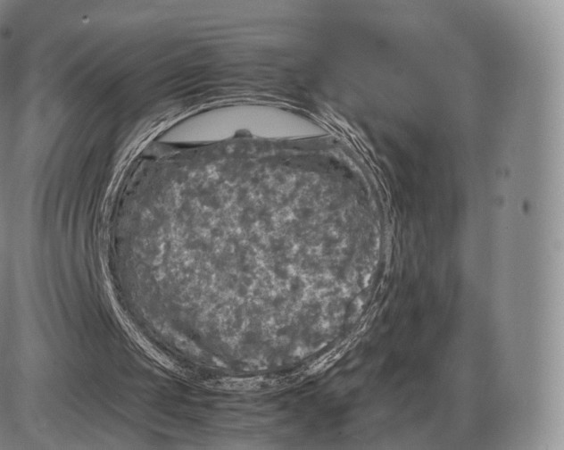 X0000085070049200704021421