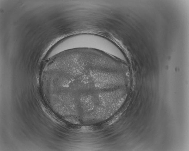 X0000085070060200704021421