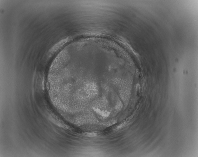 X0000085070068200704021422