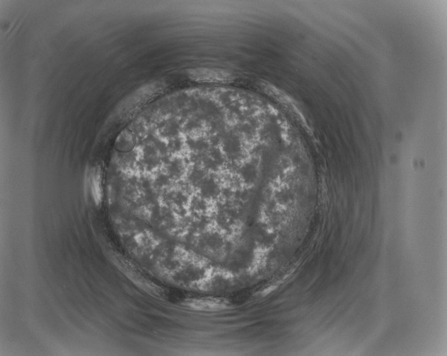 X0000085070069200704021422