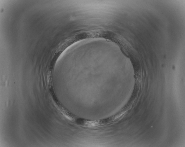 X0000085070139200704021420