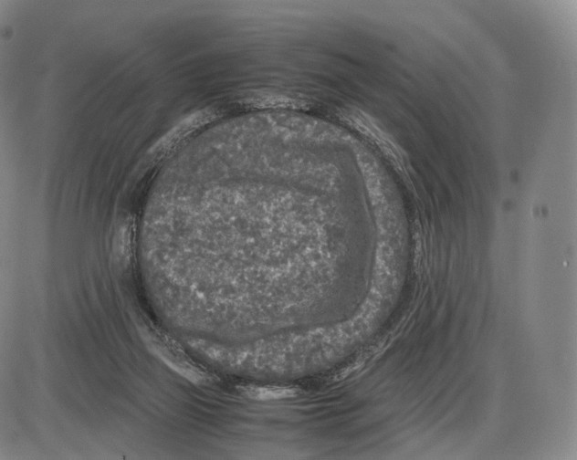 X0000085070165200704021420