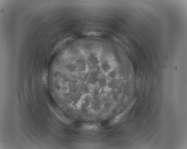 X0000085070175200704021420