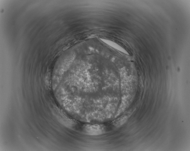 X0000085070181200704021420