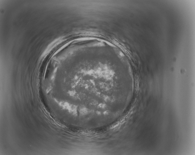 X0000085070199200704021419