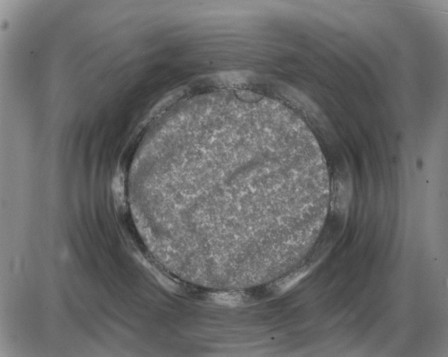 X0000085070238200704021419