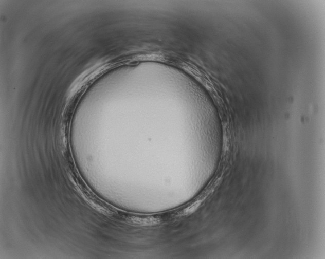 X0000085070245200704021418