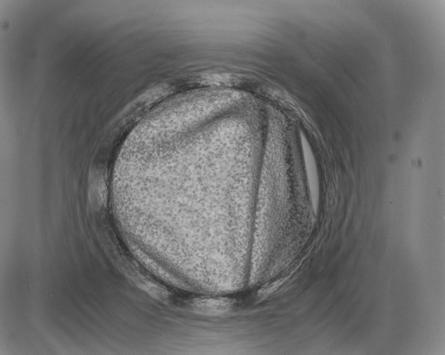 X0000085070313200704021418