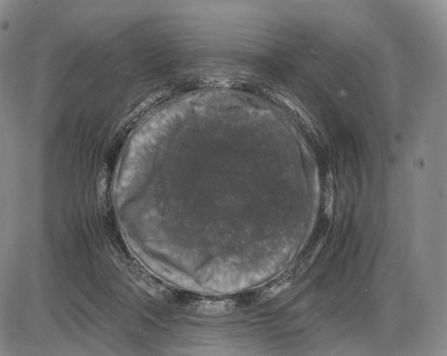 X0000085070314200704021418