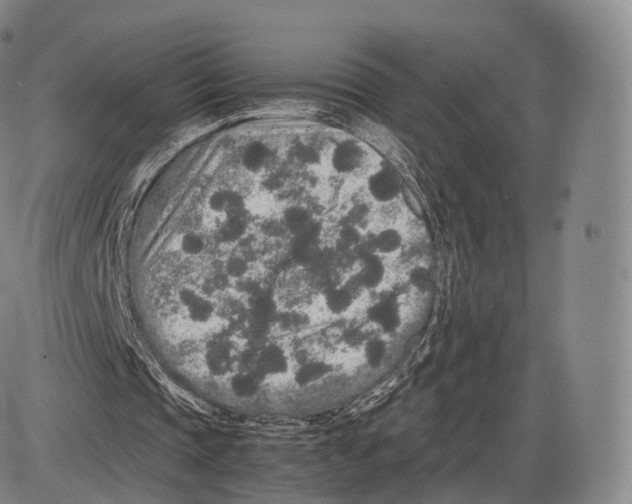 X0000085070337200704021416