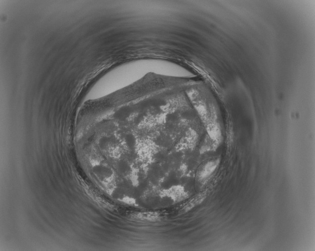 X0000085070353200704021417