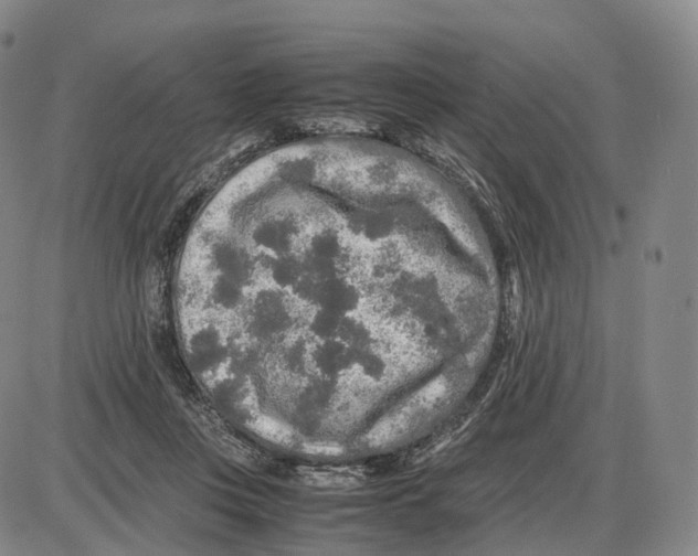 X0000085070359200704021417