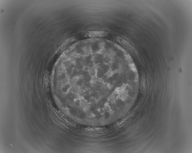 X0000085070367200704021417