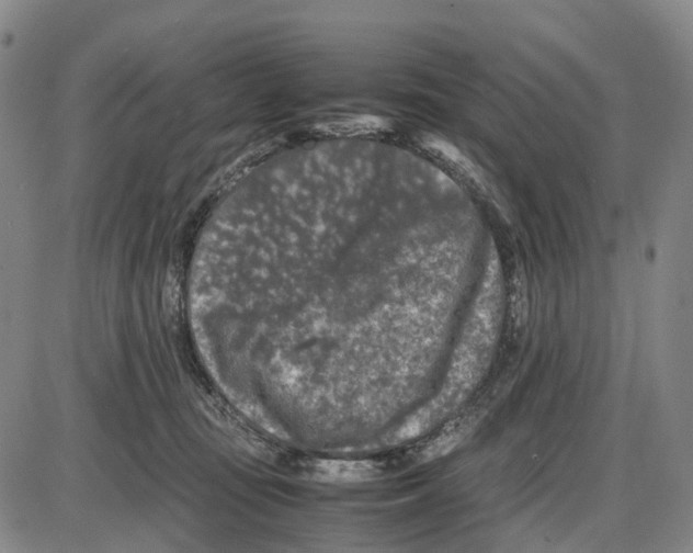 X0000085070371200704021417