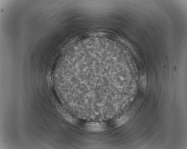 X0000085070381200704021417