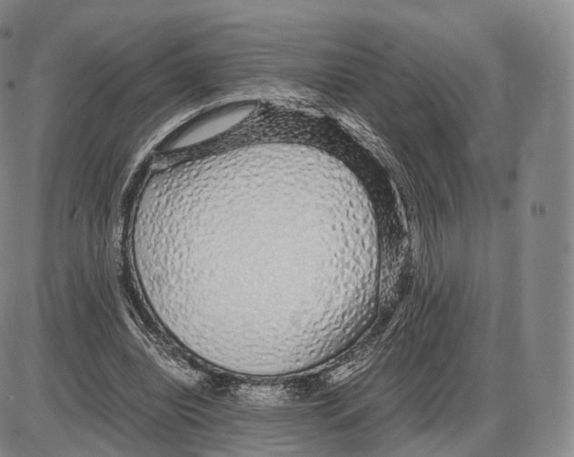 X0000085070440200704021415