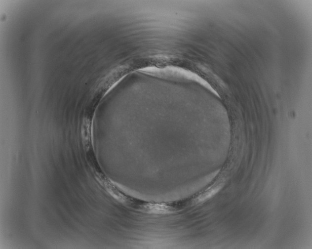 X0000085070528200704021414