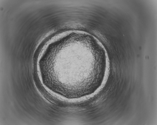 X0000085070630200704021412