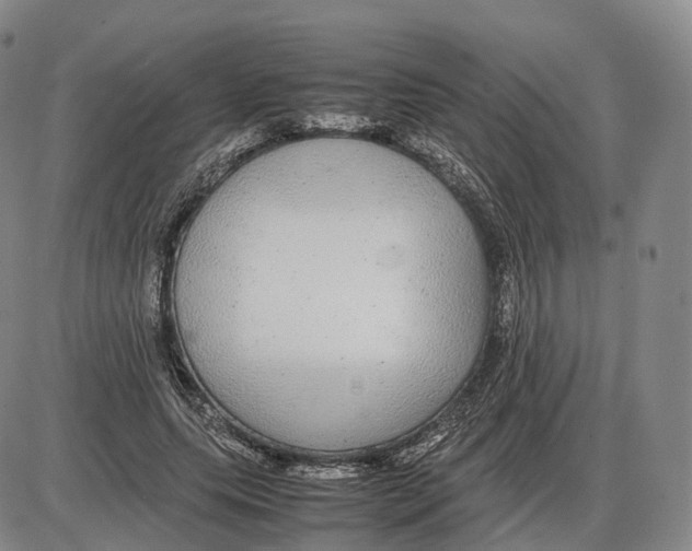 X0000085070639200704021412