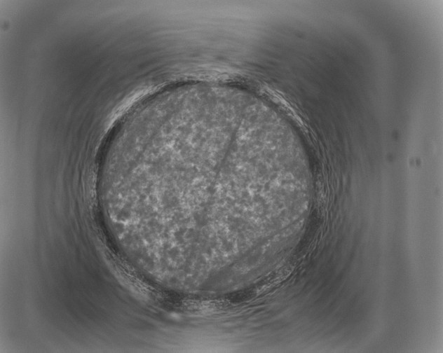 X0000085070679200704021411