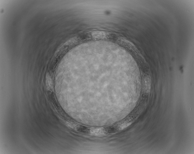 X0000085070705200704021411