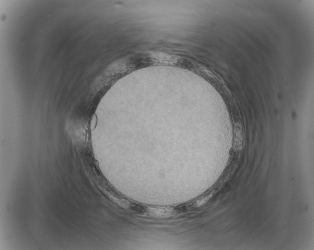 X0000085070713200704021411