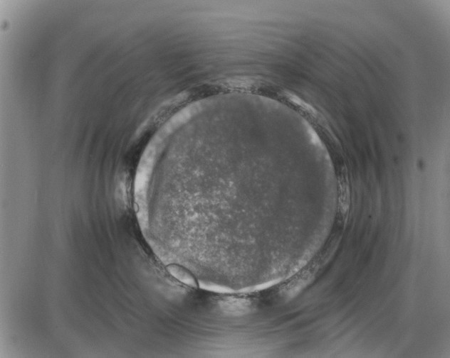 X0000085070718200704021411