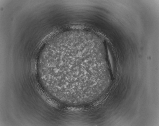 X0000085070733200704021410