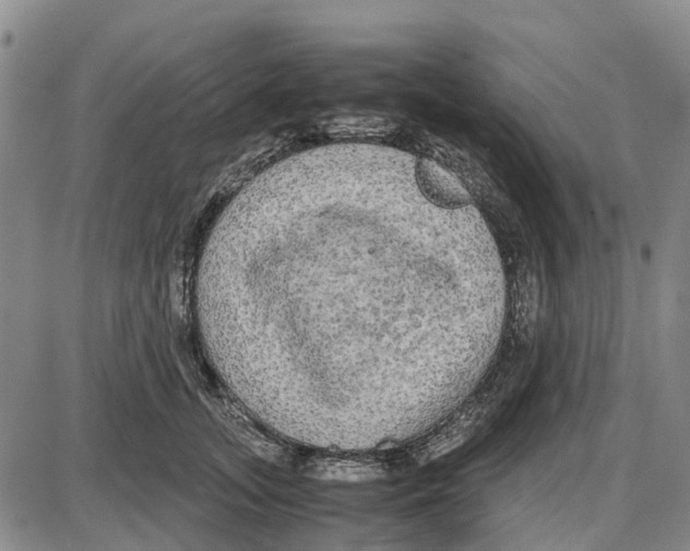 X0000085070755200704021410